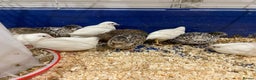Quail poultry for sale: X25 Button Quail for sale  - Advert 3