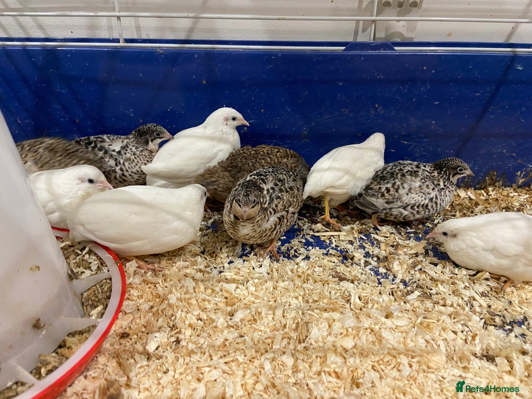 Quail poultry for sale: X25 Button Quail for sale  - Image 3