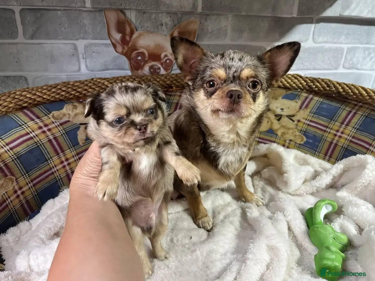 Chihuahua dogs Tiny Royal Charm: Beautiful Chihuahua Puppies - Advert 1
