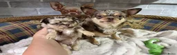 Chihuahua dogs for sale: Tiny Royal Charm: Beautiful Chihuahua Puppies - Advert 1