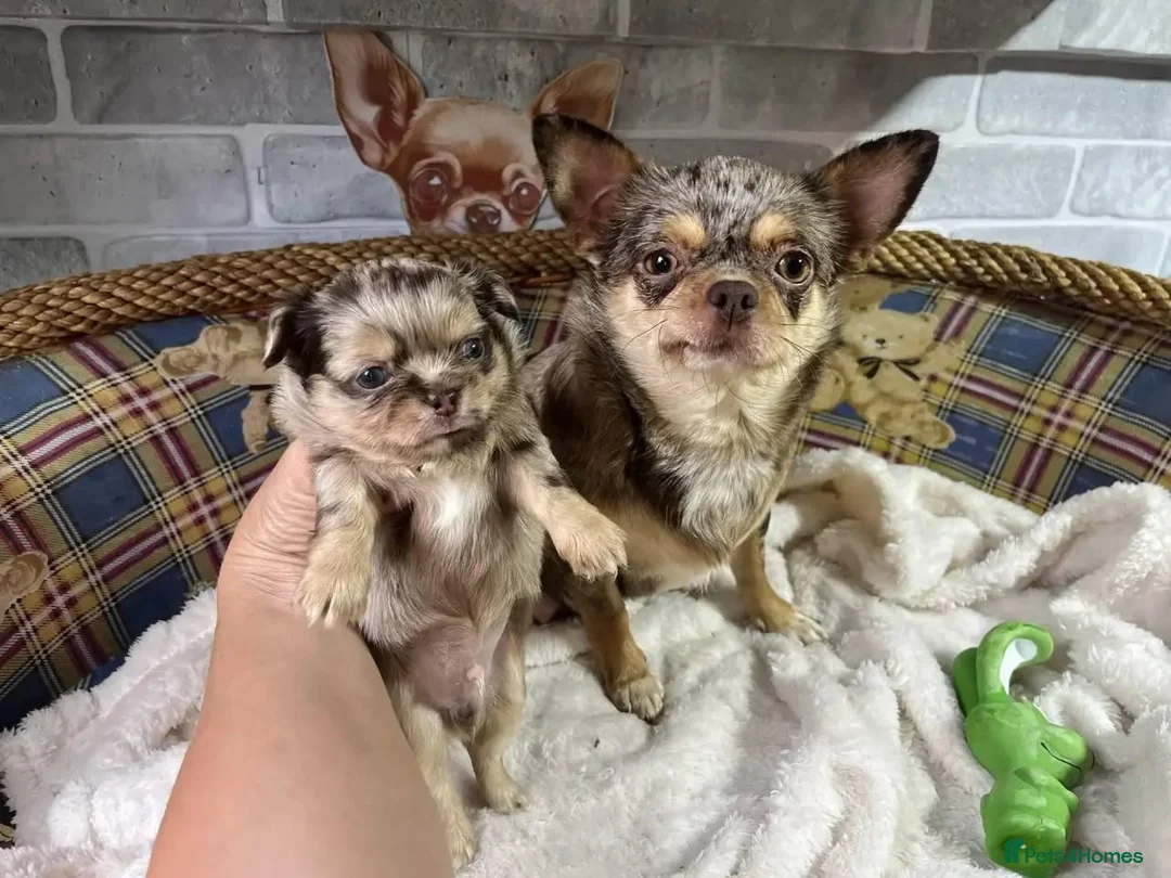 Chihuahua dogs for sale: Tiny Royal Charm: Beautiful Chihuahua Puppies - Advert 1