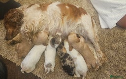 Cockapoo dogs for sale: Beautiful/healthy F1 cockapoo’s.3 girls🩷3 boys🩵 - Image 4