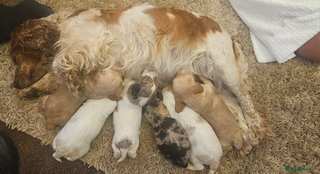 Cockapoo dogs for sale: Beautiful/healthy F1 cockapoo’s.3 girls🩷3 boys🩵 - Image 4