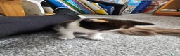 Mixed Breed cats for sale: Ragdoll mix kittens are for sale  - Advert 14
