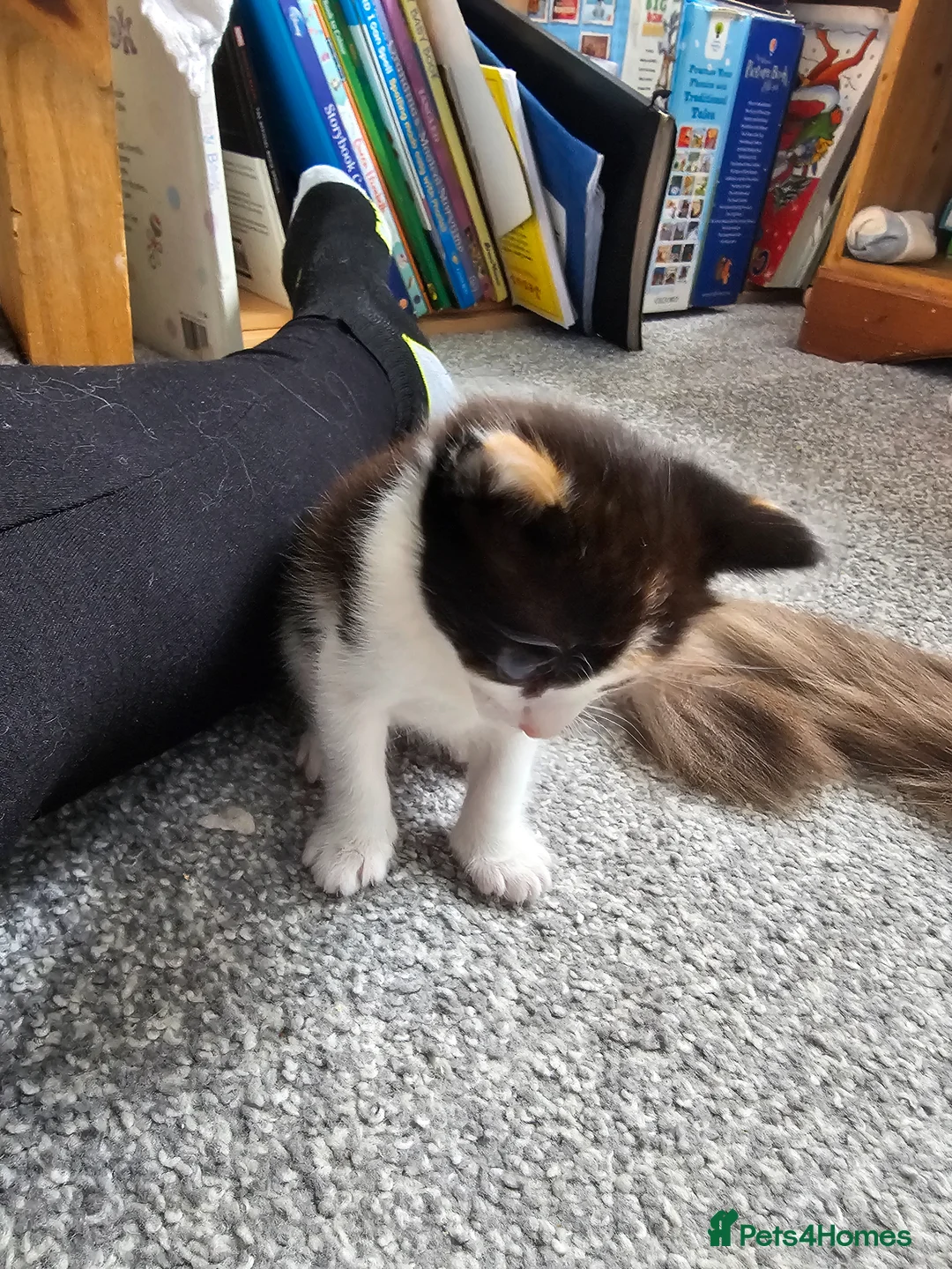 Mixed Breed cats for sale: Ragdoll mix kittens are for sale  - Advert 14