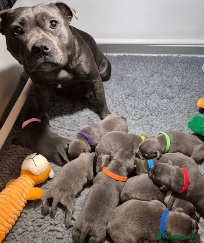 Staffordshire Bull Terrier dogs Beautiful Purebred blue English Staffy puppies - Advert 1
