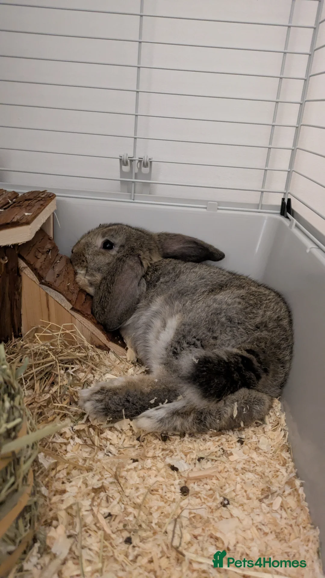 Mixed Breed rabbits for sale: 2x rabbits for sale. Lived together since birth - Advert 3