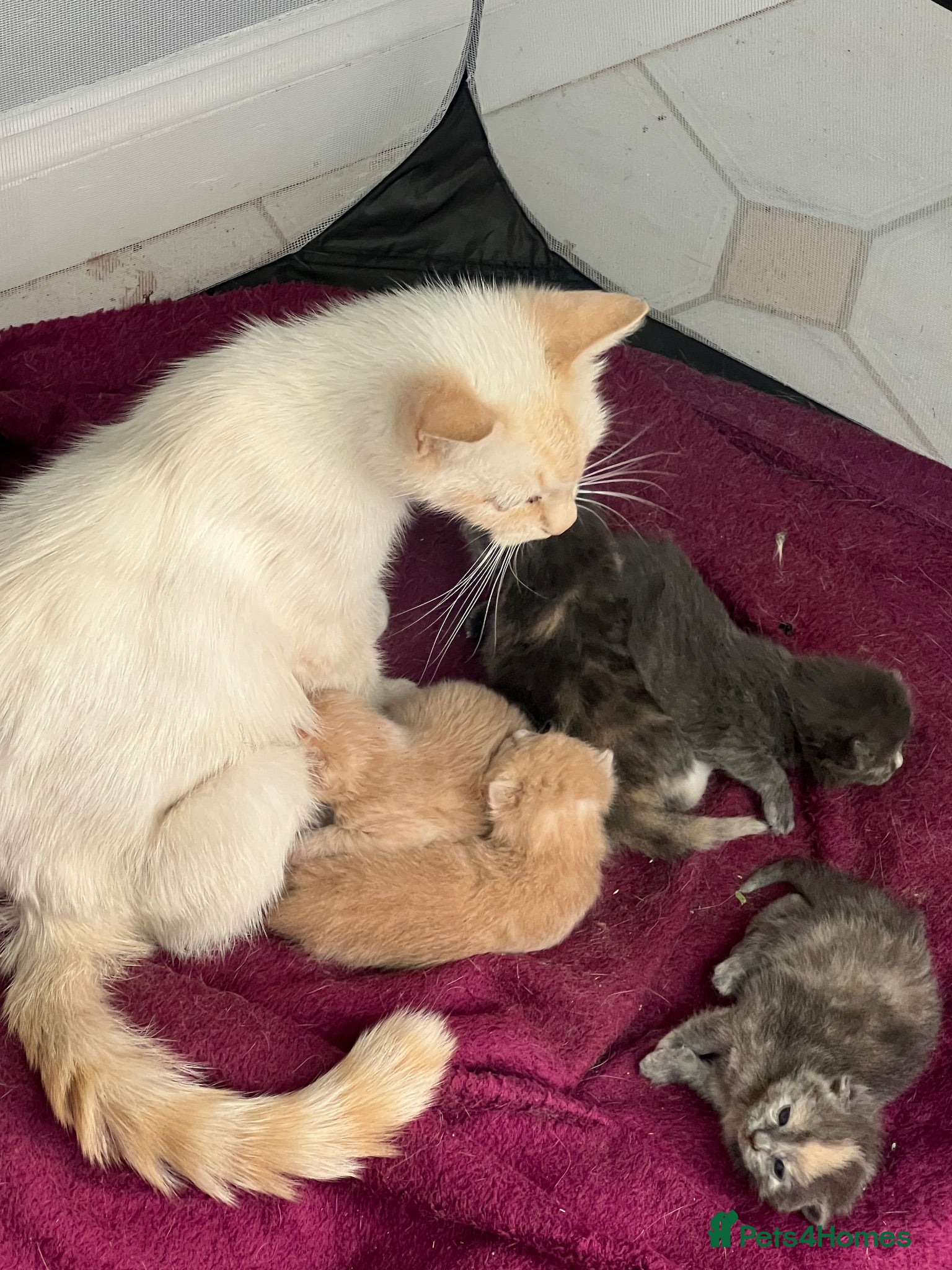Mixed Breed cats Beautiful Persian Mix Kittens – 4 Boys & 3 Girls - Advert 1