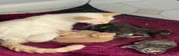 Mixed Breed cats for sale: Beautiful Persian Mix Kittens – 4 Boys & 3 Girls - Advert 1