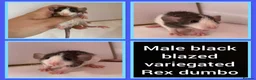 Rat rodents for sale: Adorable baby rats for sale  - Advert 18