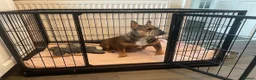 French Bulldog dogs for sale: 🐾💙 BEAUTIFUL FRENCH BULLDOG PUPPIES 💗🐾 - Advert 4
