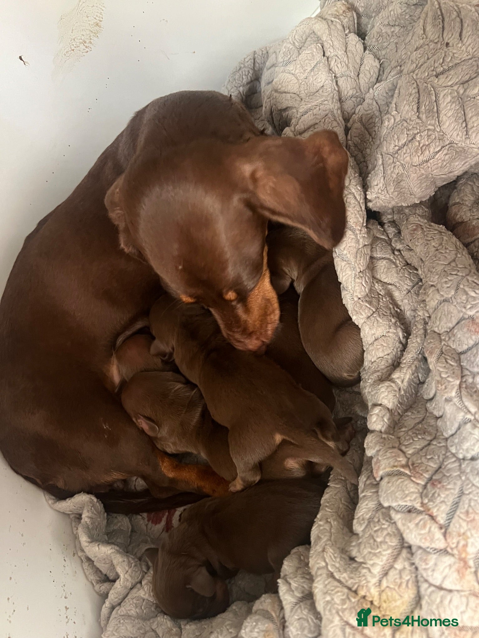 Miniature Dachshund dogs Beautiful litter of chocolate dachshunds  - Advert 9