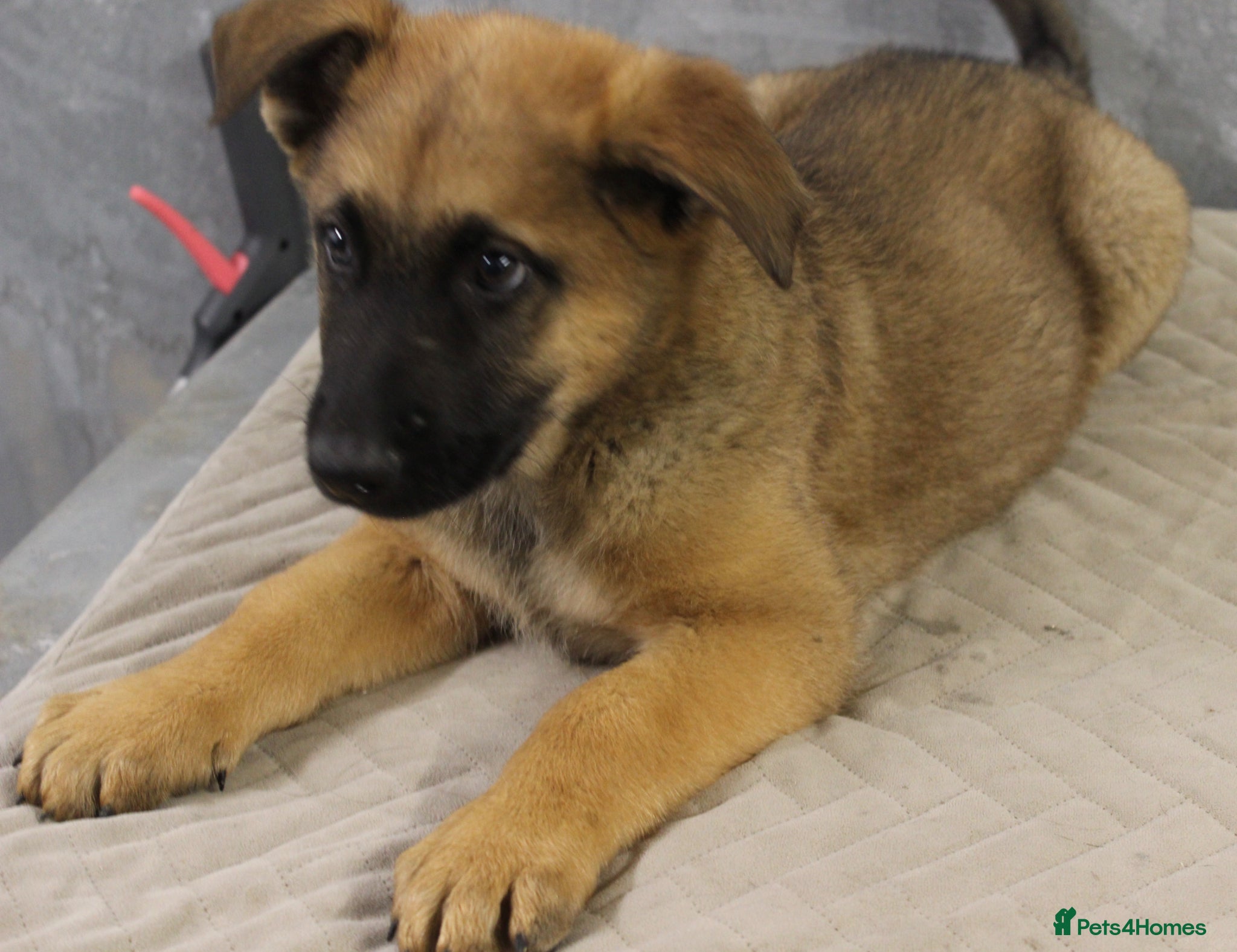 German Shepherd dogs for sale: German Shepherd Puppies  - Advert 11