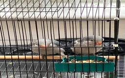 Budgerigars birds for sale:  Two Adorable Blue-Grey Baby Quaker Parrots - Image 5