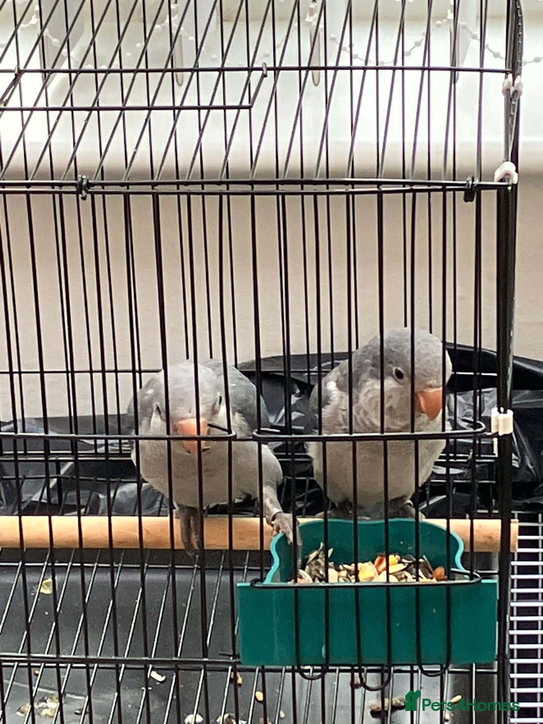 Budgerigars birds for sale:  Two Adorable Blue-Grey Baby Quaker Parrots - Image 5