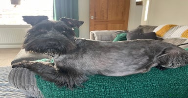 Miniature Schnauzer dogs - Advert 7