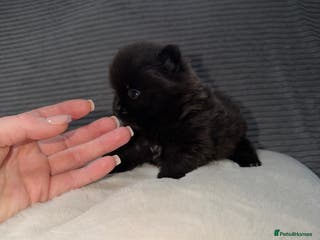 Pomeranian dogs 🖤🖤QUALITY BLACK BABY BOY BEARS 🖤🖤 - Advert 11