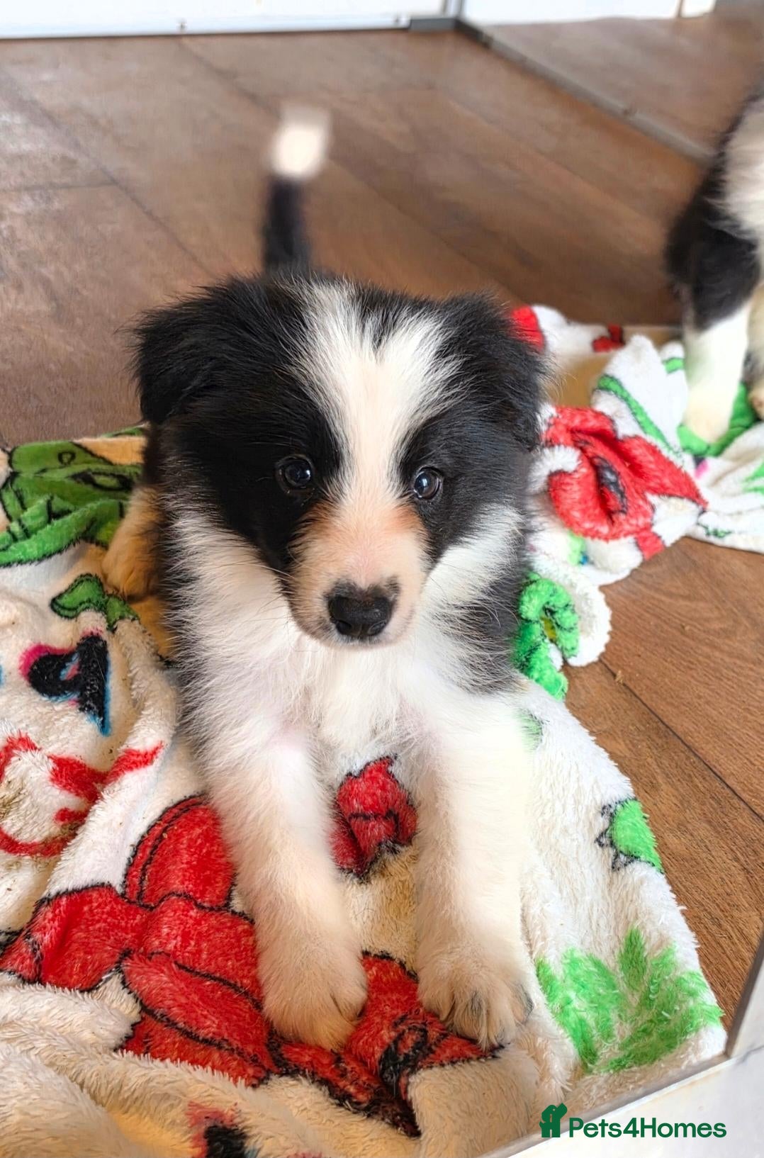 Border Collie dogs for sale: 2 beautiful girls ready now  - Advert 2