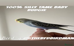 Budgerigars birds for sale: 100% SILLY TAME BABY BUDGIES - Advert 5