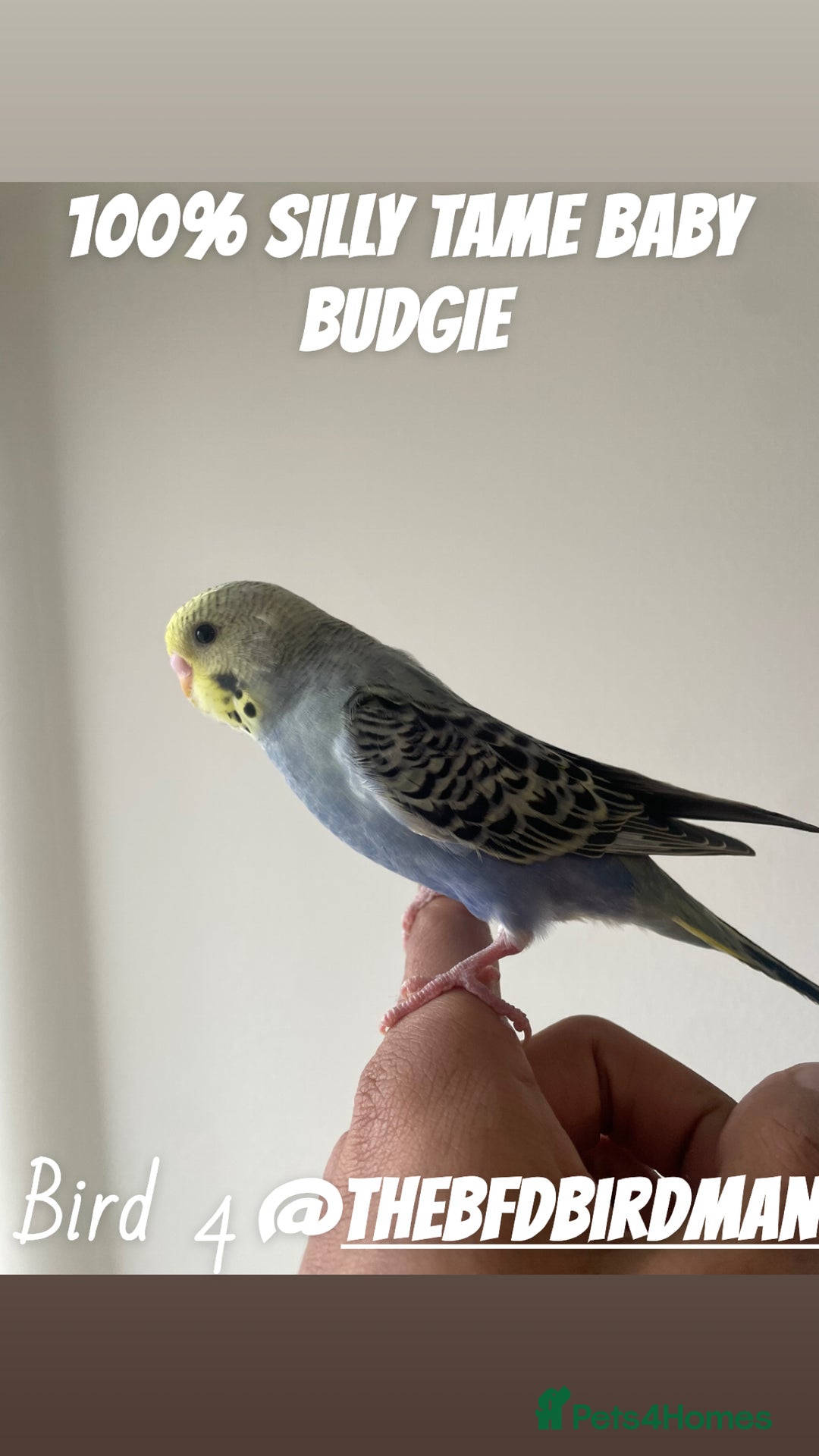 Budgerigars birds for sale: 100% SILLY TAME BABY BUDGIES - Advert 5