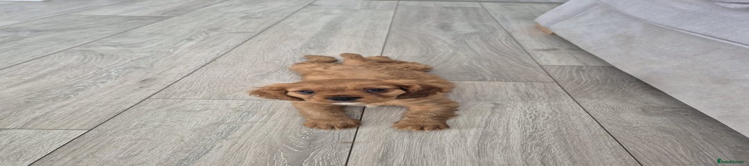 Cavalier King Charles Spaniel Puppy 1