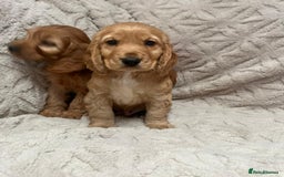 Cockapoo dogs for sale: cockapoo puppy's cv67ee - Advert 5