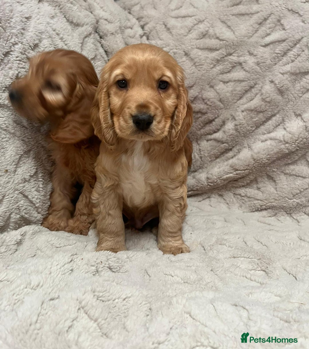 Cockapoo dogs for sale: cockapoo puppy's cv67ee - Advert 5