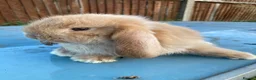 French Lop rabbits for sale: French Lop Bunnies in London - Advert 7