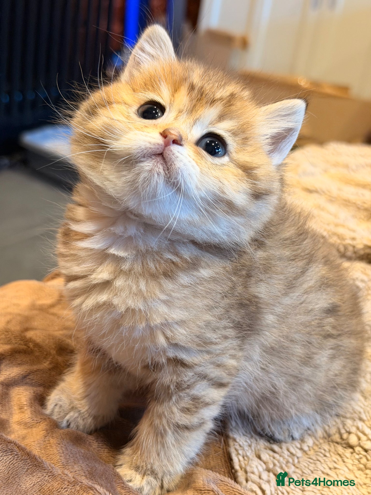 British Shorthair cats British Shorthair Golden Chinchilla Kittens - Advert 8