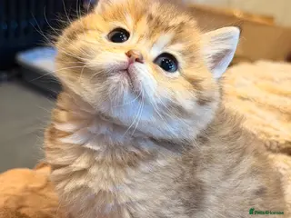 British Shorthair cats British Shorthair Golden Chinchilla Kittens - Advert 18