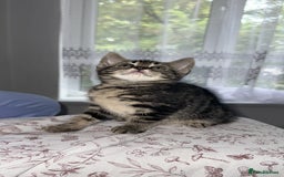 Mixed Breed cats for sale: LAST FEMALE KITTEN AVAILABLE 100£ - Image 3