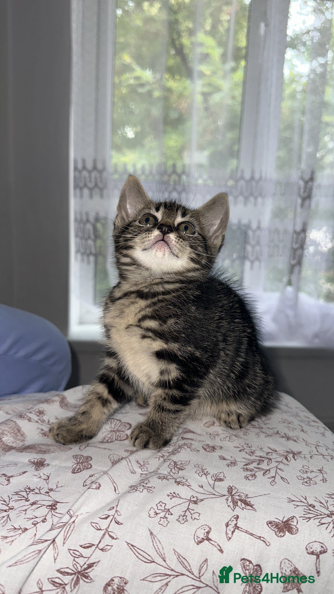 Mixed Breed cats for sale: LAST FEMALE KITTEN AVAILABLE 100£ - Image 3