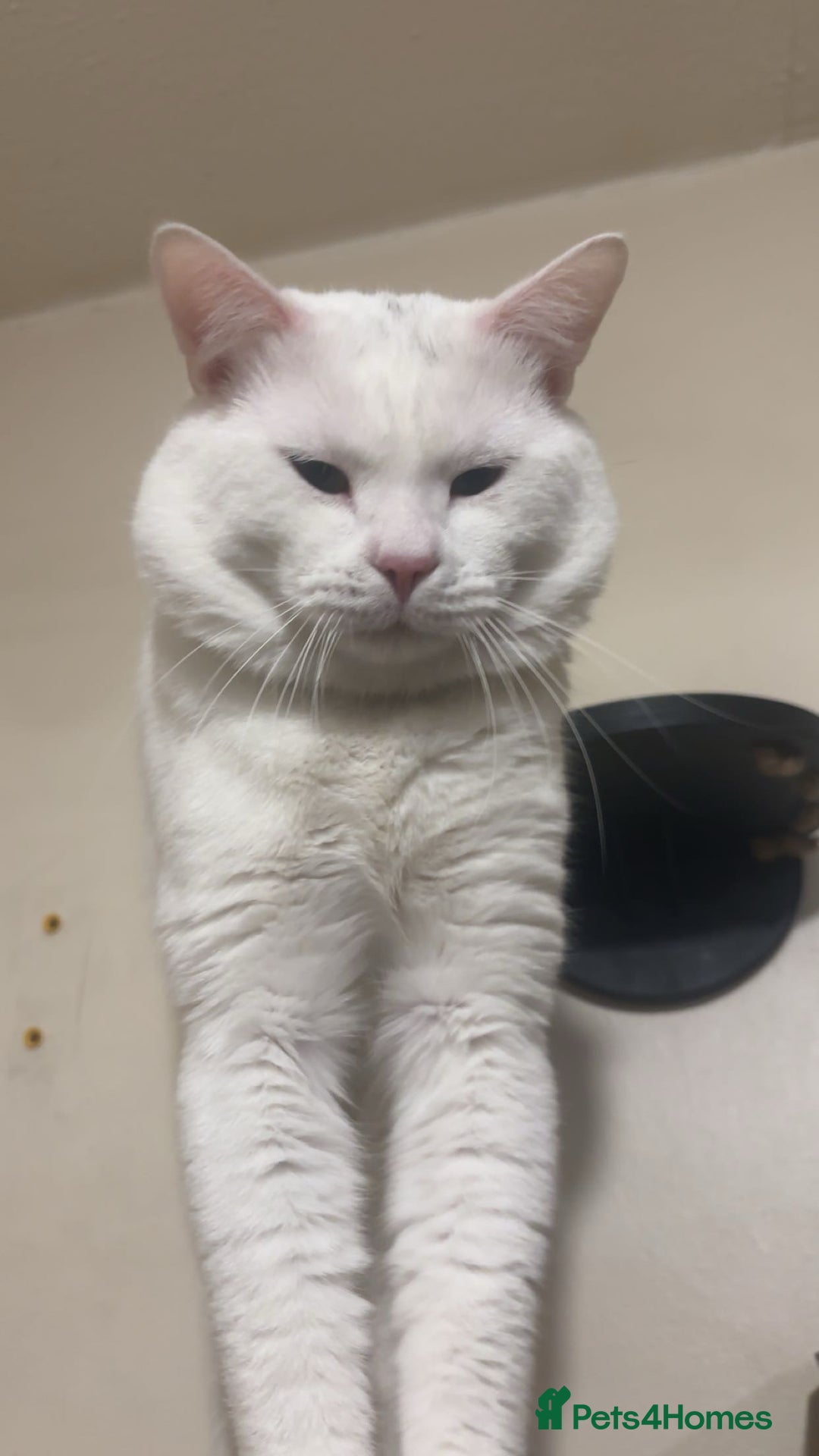 Mixed Breed cats for sale: Beautiful white boy for sale (Only One Left) - Advert 3