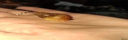 Snails invertebrates for sale: Baby giant african snails  - Advert 5