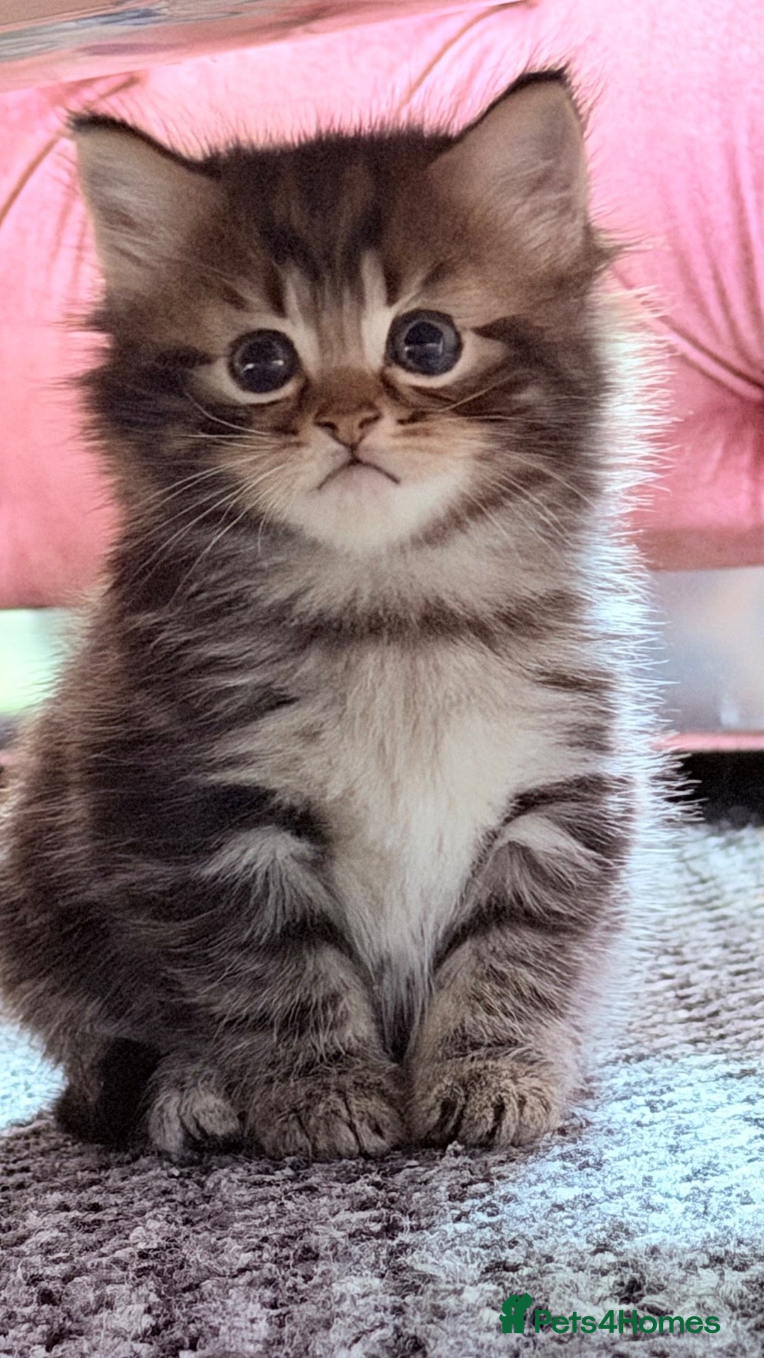 RagaMuffin cats 🤎Beautiful Ragamuffin Kittens🤎 - Advert 6