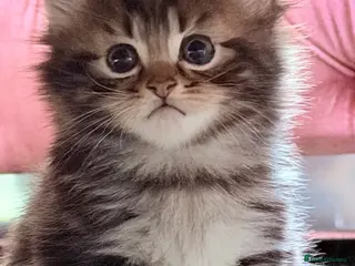 RagaMuffin cats 🤎Beautiful Ragamuffin Kittens🤎 - Advert 1