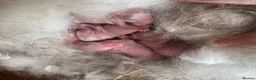 Mixed Breed rabbits for sale: Cashmere harlequin lop mixed mini lop in Widnes - Advert 5