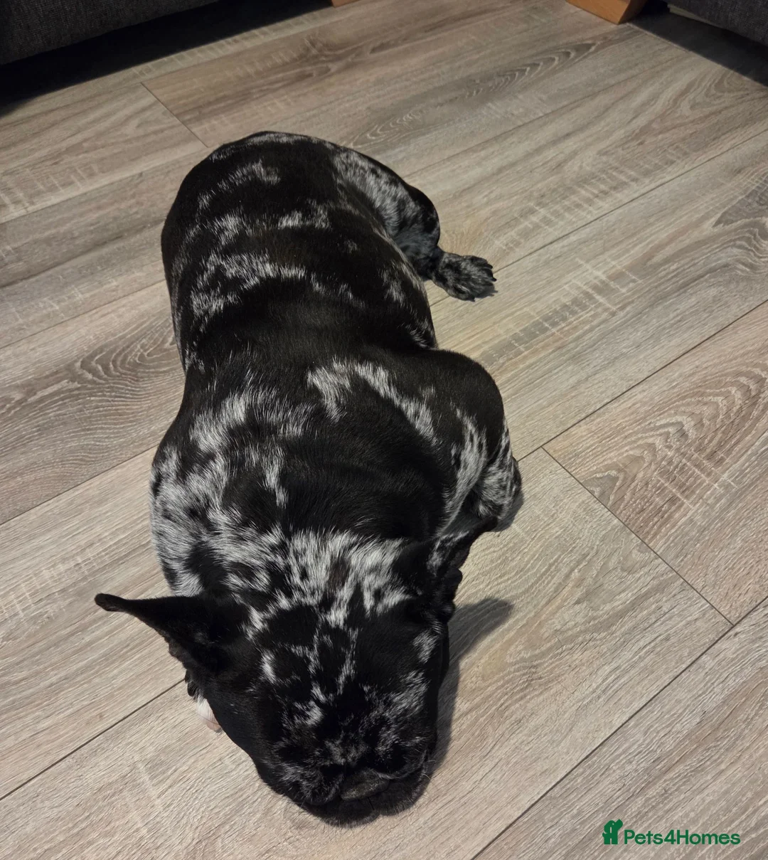 French Bulldog dogs for sale: Beautiful Merle French Bulldog - Advert 3