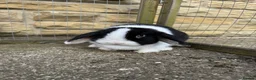 Mini Lop rabbits for sale: Female black otter split mini lop  - Advert 7