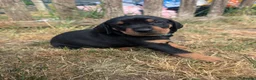 Mixed Breed dogs for sale: Pure breed Lithuanian hounds 2 puppies left - Advert 5