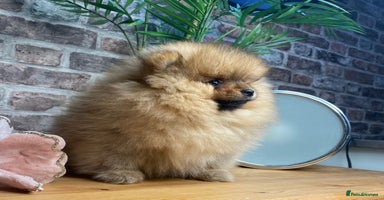 Pomeranian dogs Kc teddy bear pom babies  - Advert 5