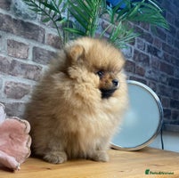 Pomeranian dogs Kc teddy bear pom babies - Advert 5
