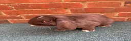 Mini Lop rabbits for sale: 2 bonded does - Advert 3