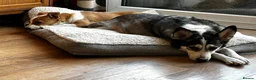 Mixed Breed dogs for adoption: Konie 🩷 in Worcester Park - Advert 4