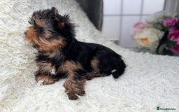 Yorkshire Terrier dogs for sale: Kennel, Yorkshire Terrier Puppies for Sale 🐾 - Image 6