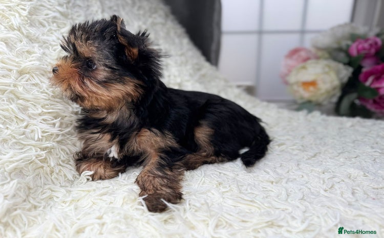 Yorkshire Terrier dogs - Advert 1