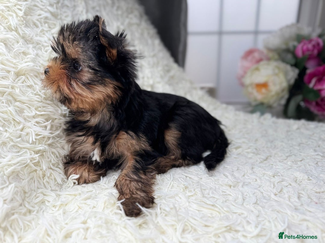 Yorkshire Terrier dogs for sale: Kennel, Yorkshire Terrier Puppies for Sale 🐾 - Image 6