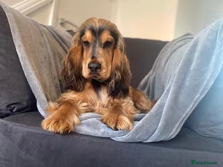 Cocker Spaniel dogs KC Reg SABLE HEALTH TESTED COCKER SPANIEL - STUD in Bishop's Stortford - Advert 12