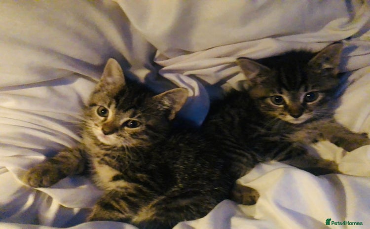 Mixed Breed cats - Advert 13