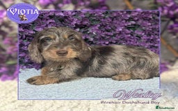 Miniature Dachshund dogs for sale: Beautiful miniature dachshunds ready now  - Image 2